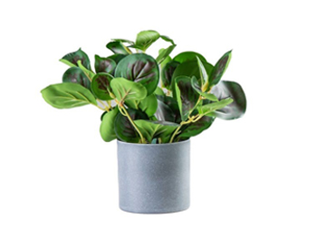 עציץ פלסטיק